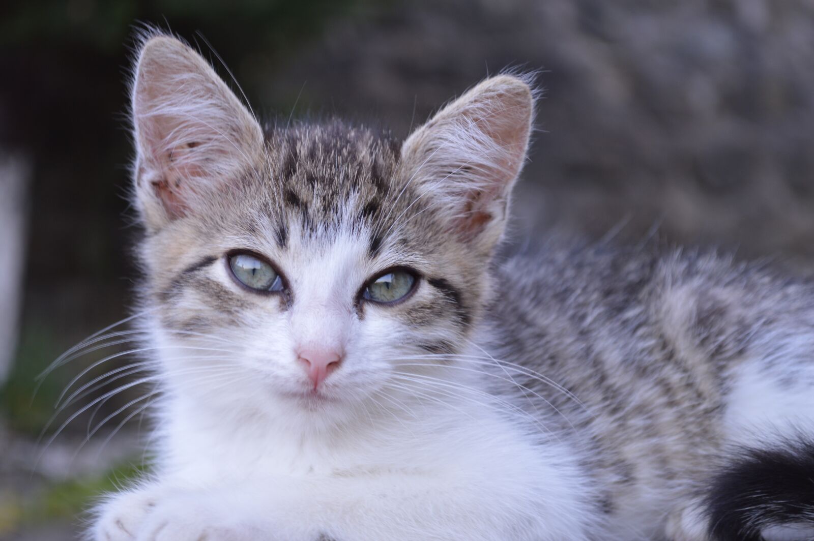 Nikon D3200 sample photo. Kitten, cat, cat eyes photography