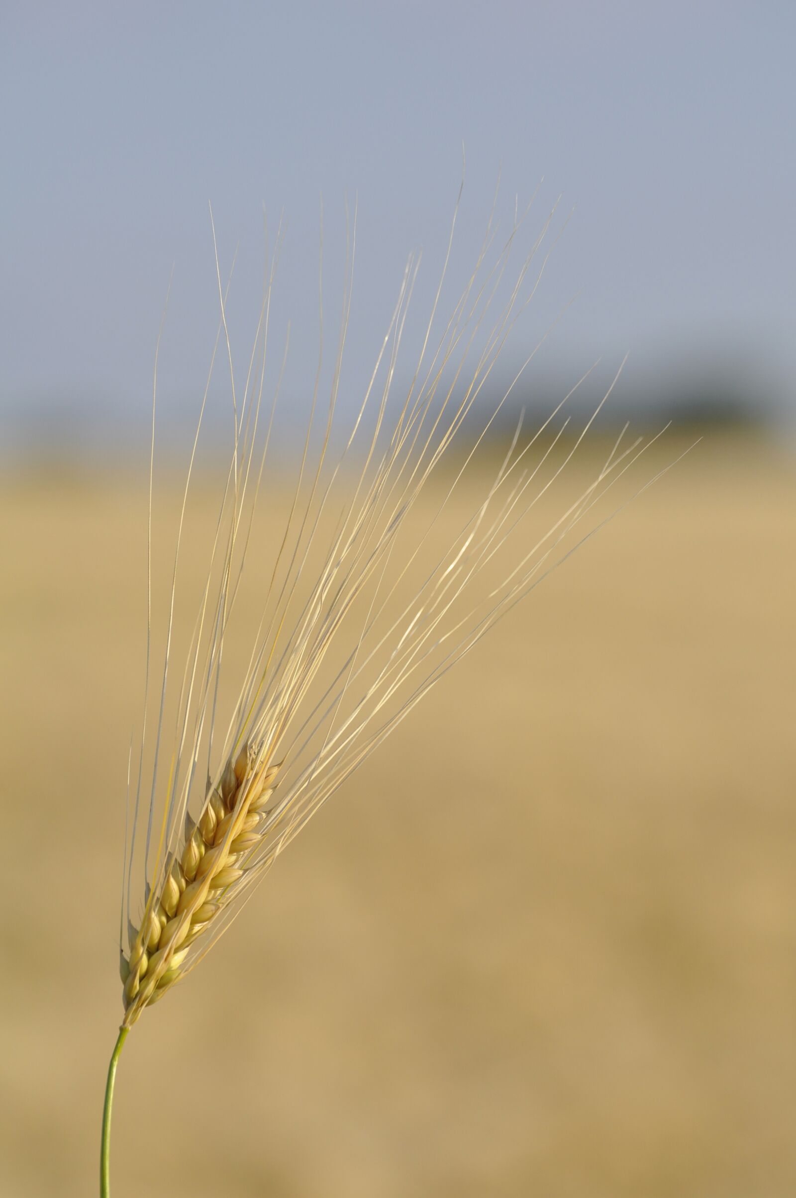 Nikon D90 sample photo. Grain, wheat, field photography
