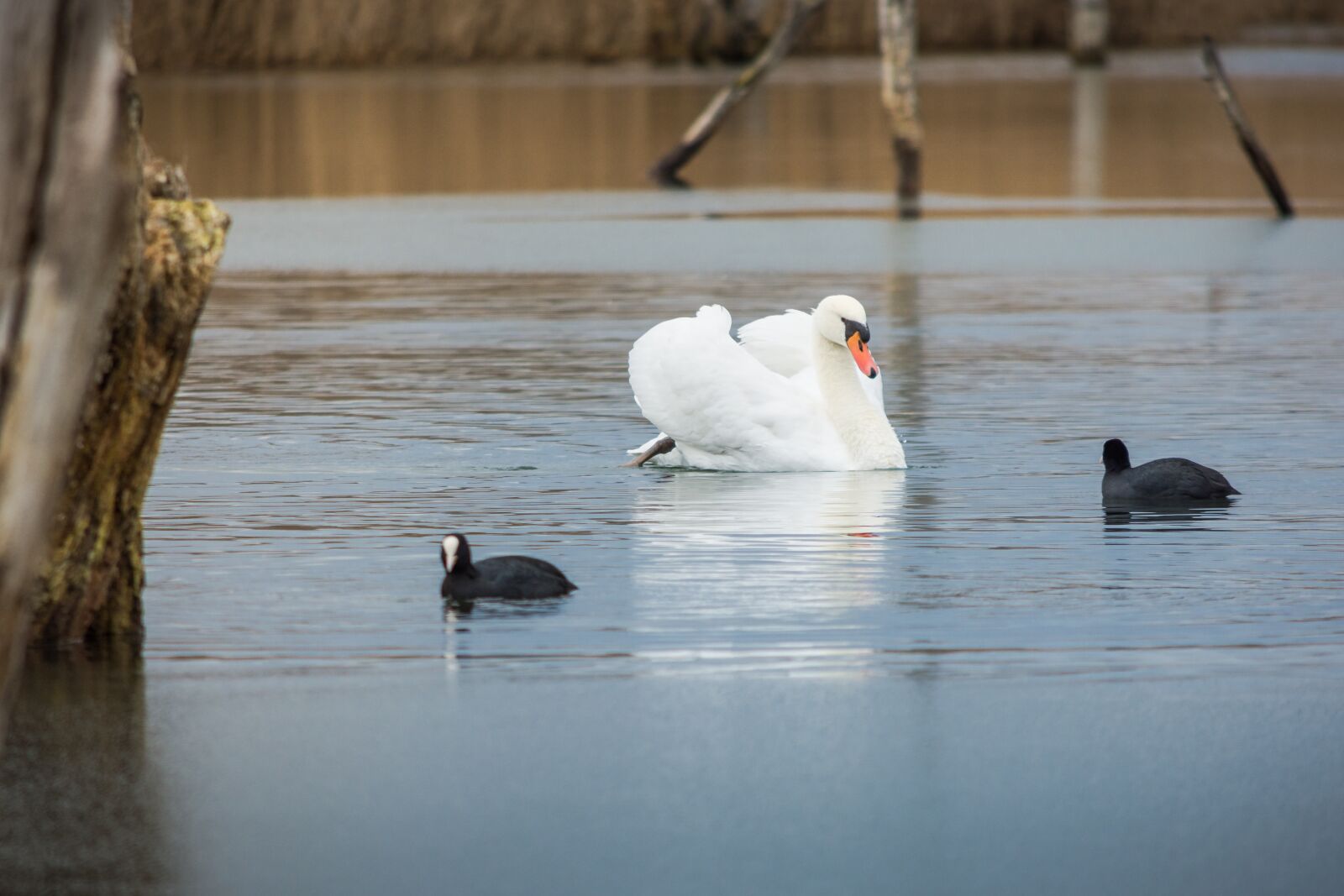 Nikon D7200 sample photo. Bird, waters, lake photography