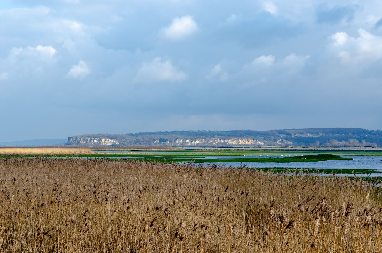 Nikon D7000 sample photo. France, landscape, reed bed photography