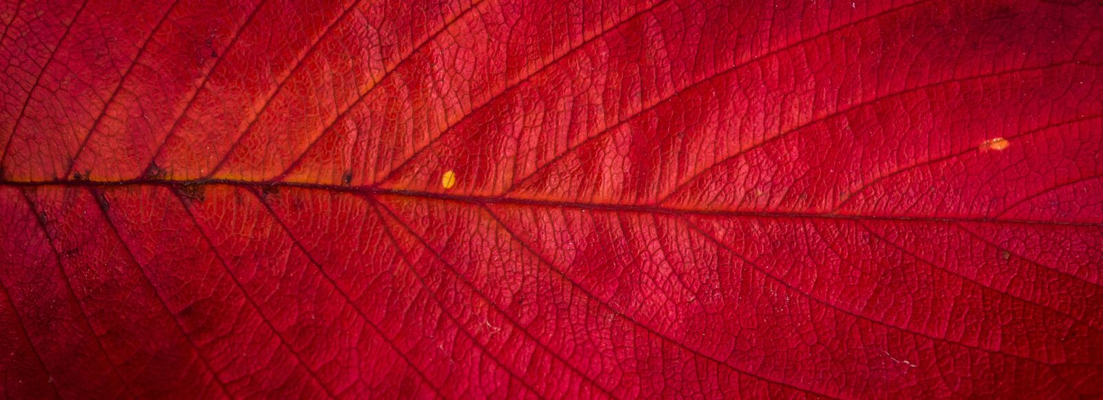 Sony Alpha NEX-5N + Sony E 30mm F3.5 Macro sample photo. Leaves, autumn, plants photography