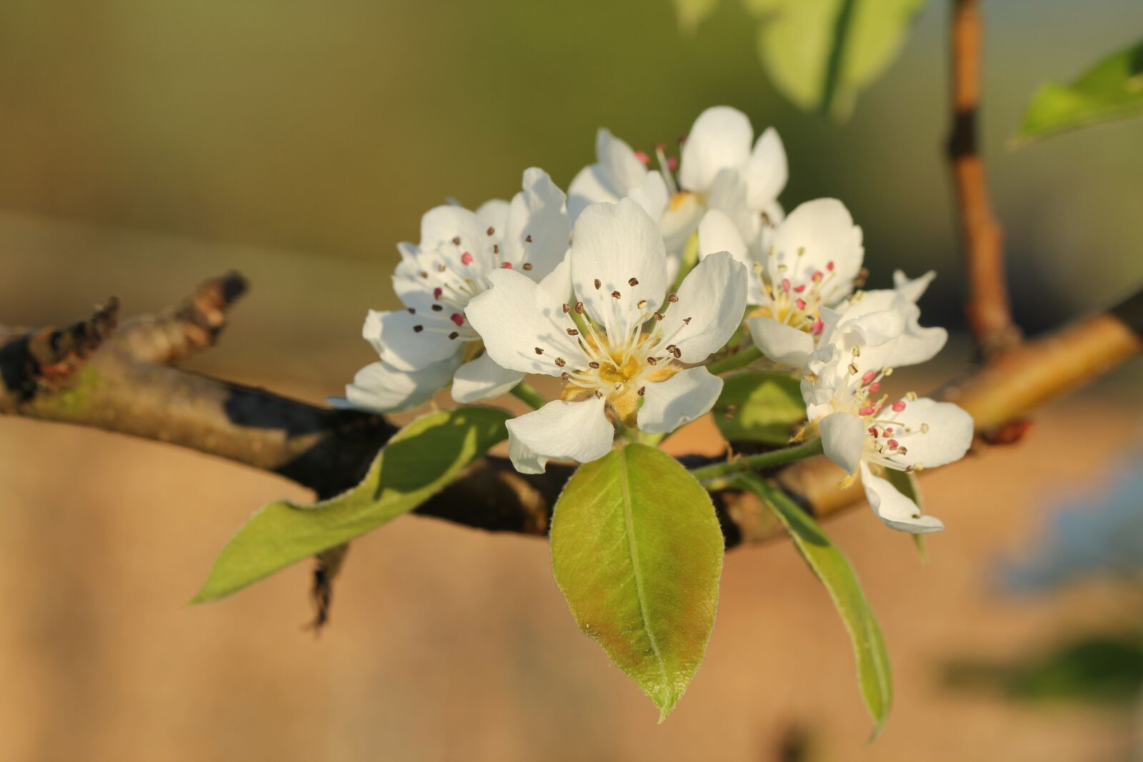 Canon EOS 60D sample photo. Flower, nature, plant photography