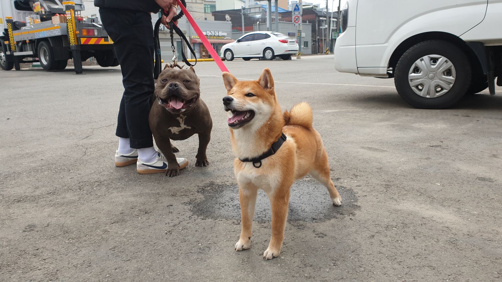 Samsung Galaxy Note9 sample photo. Shiva, shiba inu, animal photography