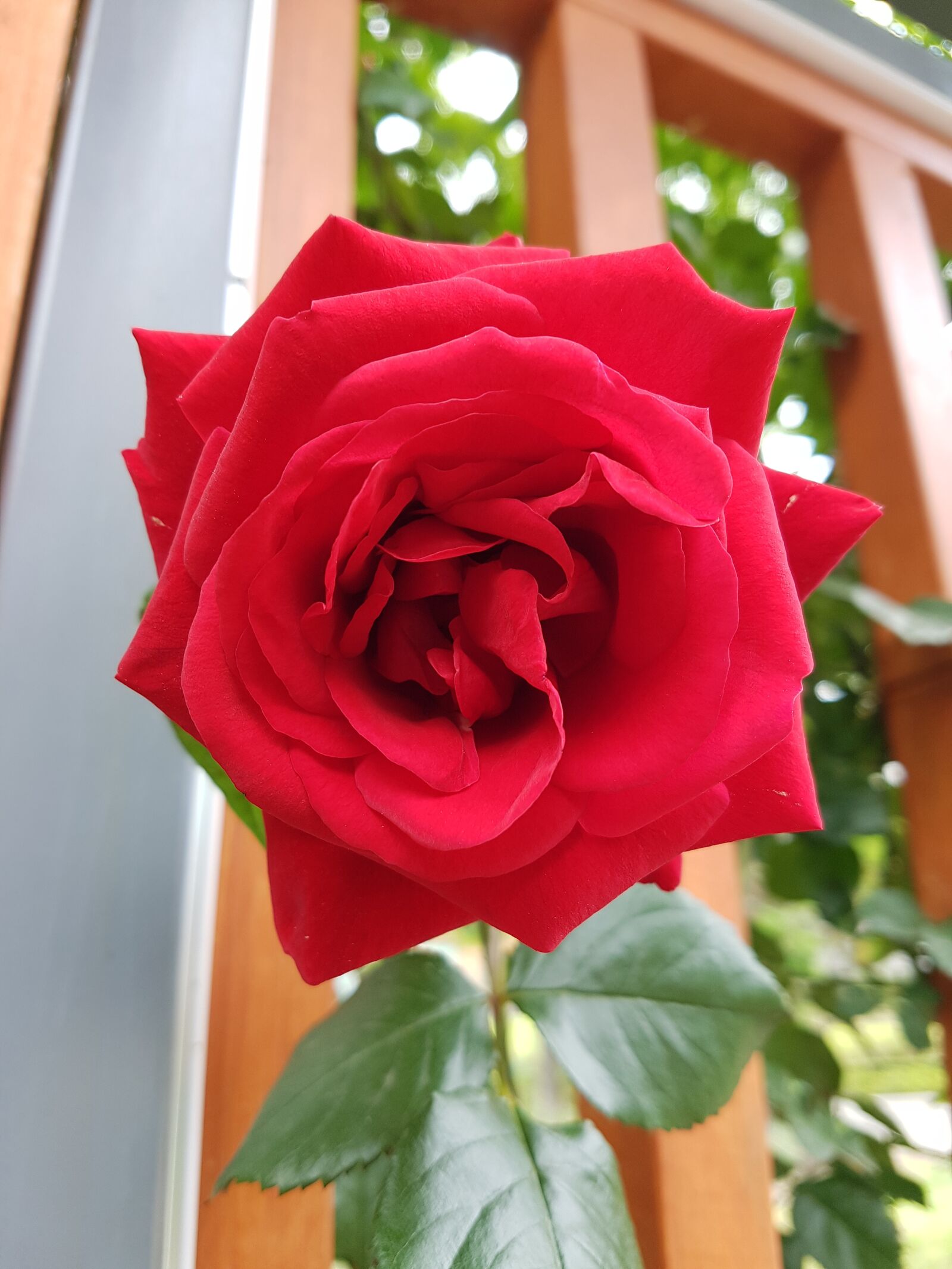 Samsung Galaxy S7 sample photo. Rose, rose flower, beautiful photography