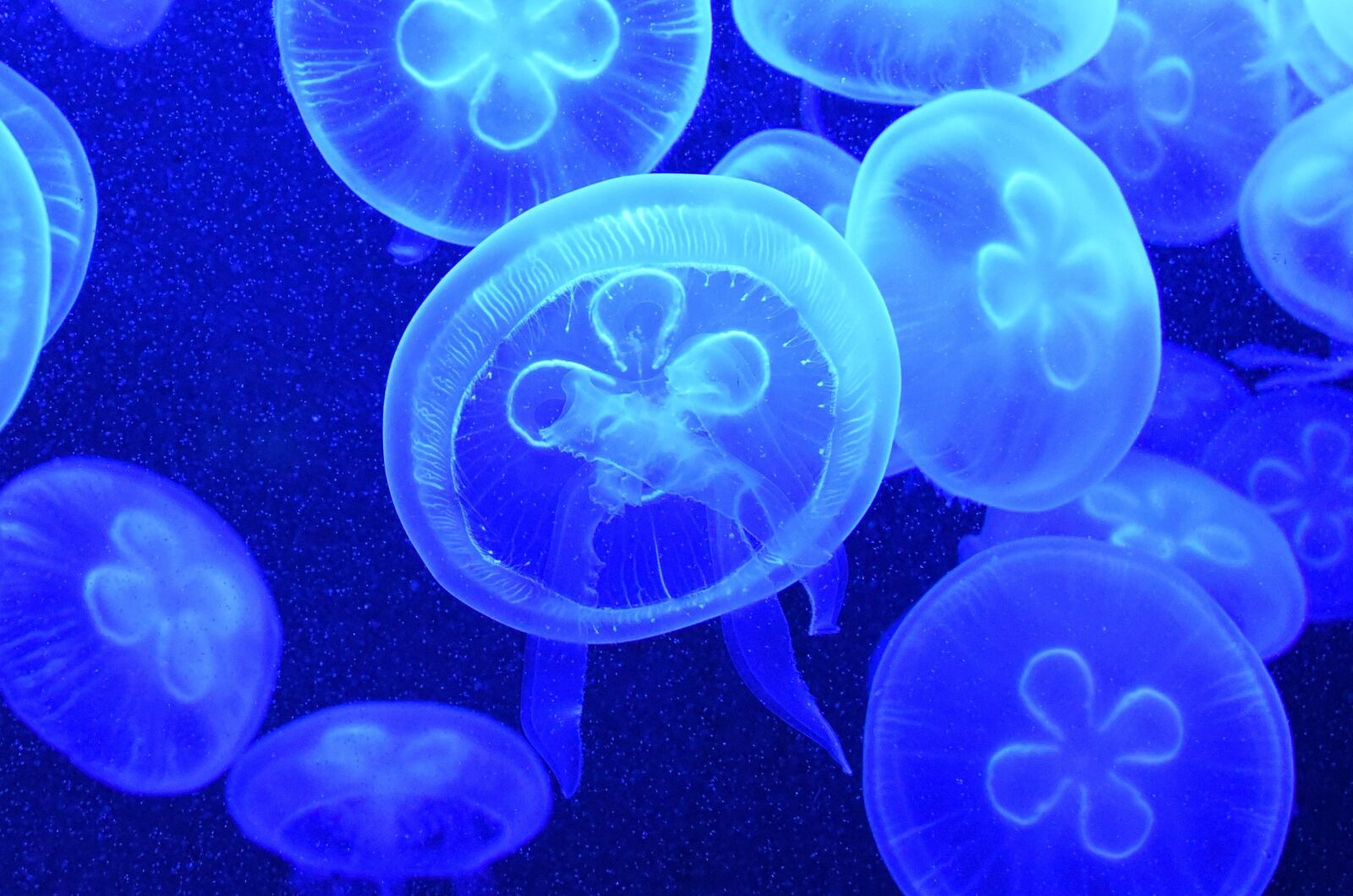 Nikon D750 sample photo. Jelly fish, water, jellyfish photography