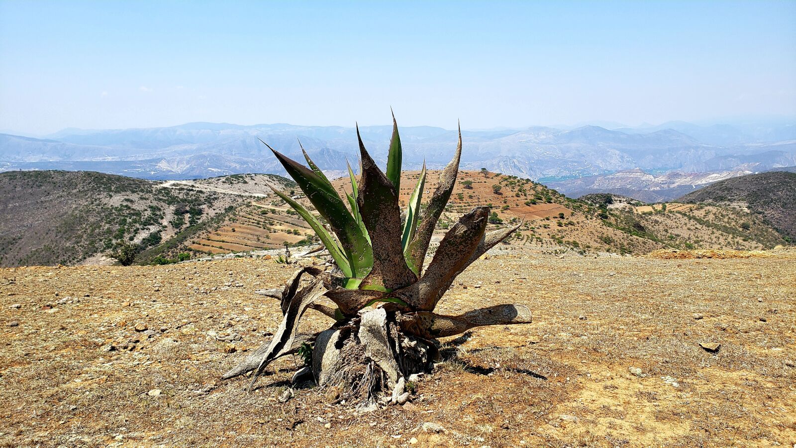 Samsung Galaxy S9 sample photo. Landscapes, cactaceas, landscape photography