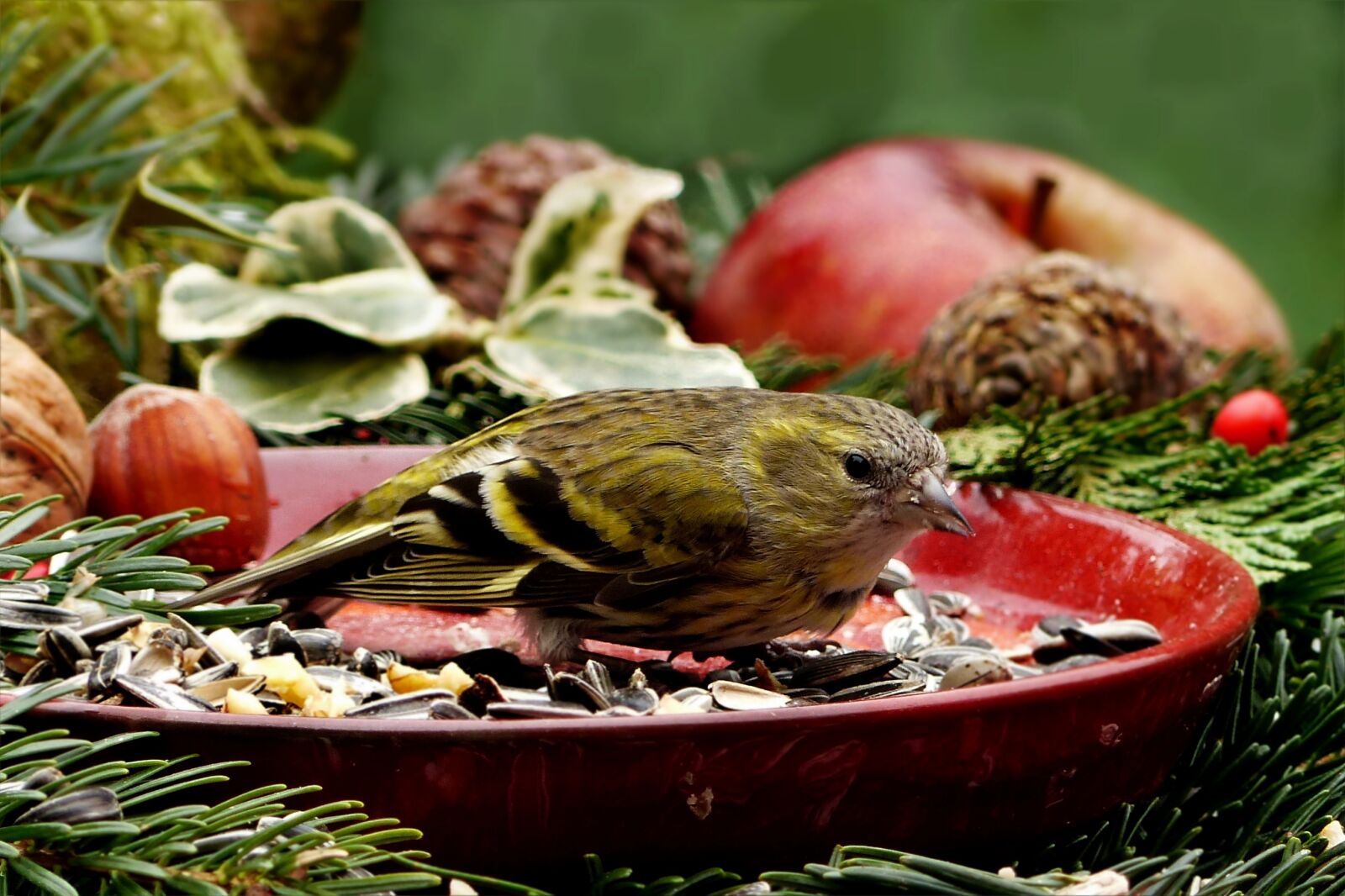 Panasonic Lumix DMC-FZ200 sample photo. Animal, bird, siskins photography