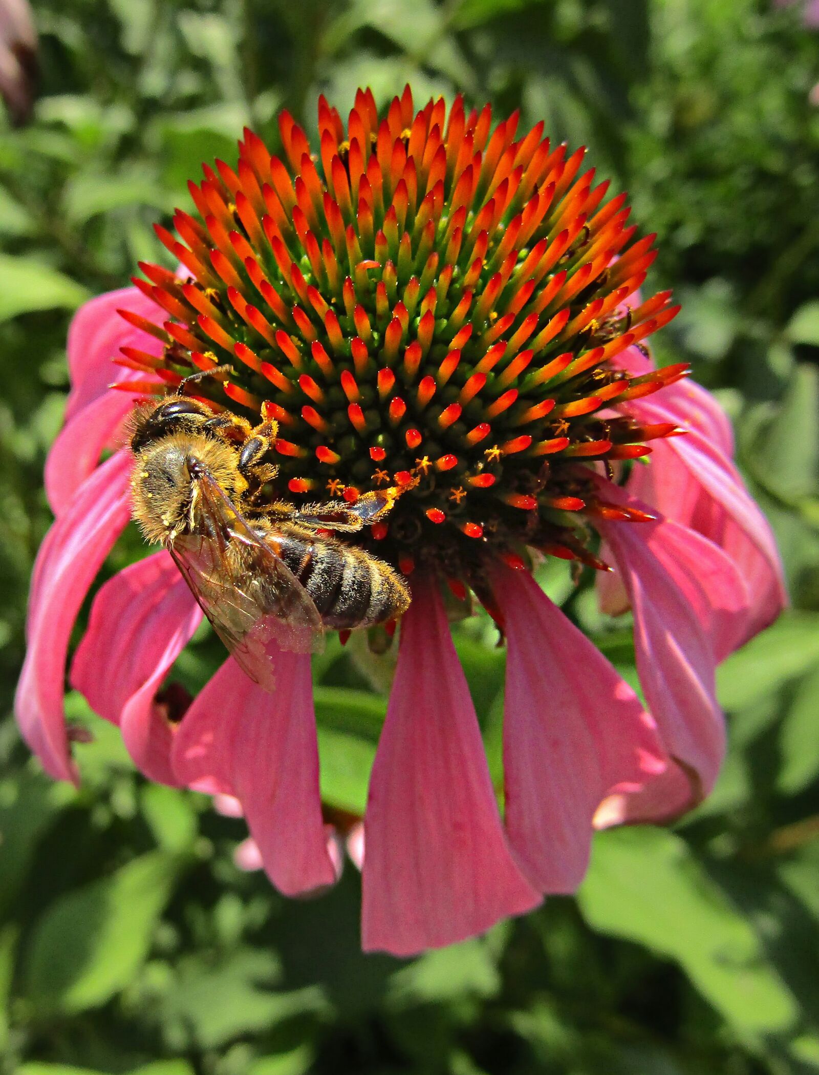 Canon PowerShot SX410 IS sample photo. Bee, echinacea, nature photography