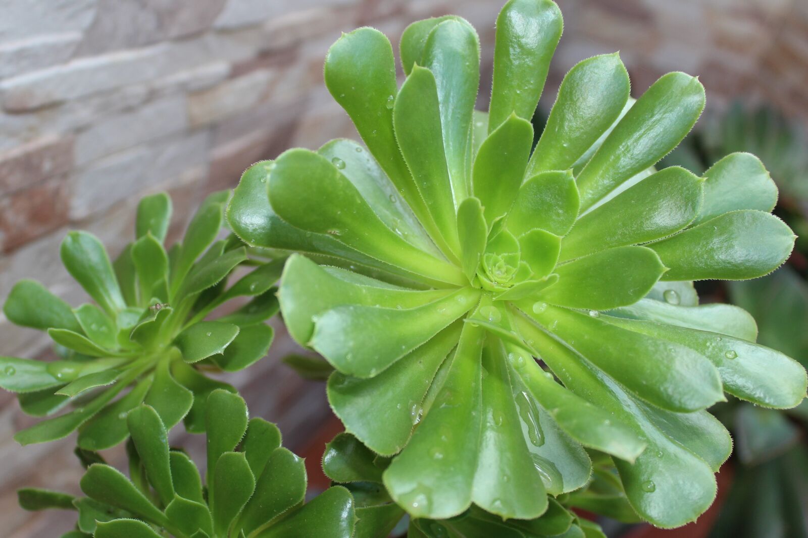 Canon EOS 1200D (EOS Rebel T5 / EOS Kiss X70 / EOS Hi) sample photo. He aeonium, succulent, plant photography