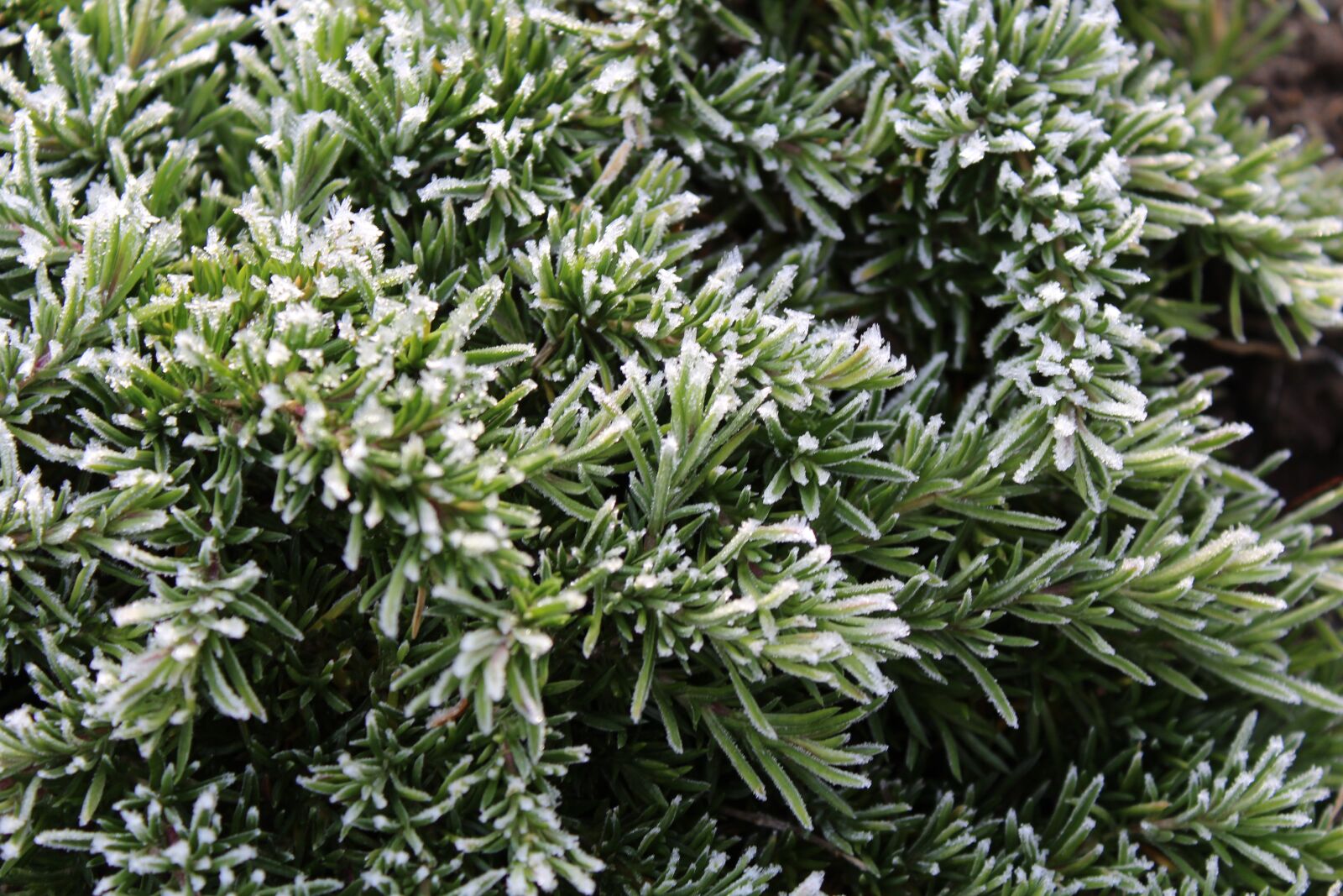 Canon EOS 1200D (EOS Rebel T5 / EOS Kiss X70 / EOS Hi) sample photo. Ground cover, green, garden photography