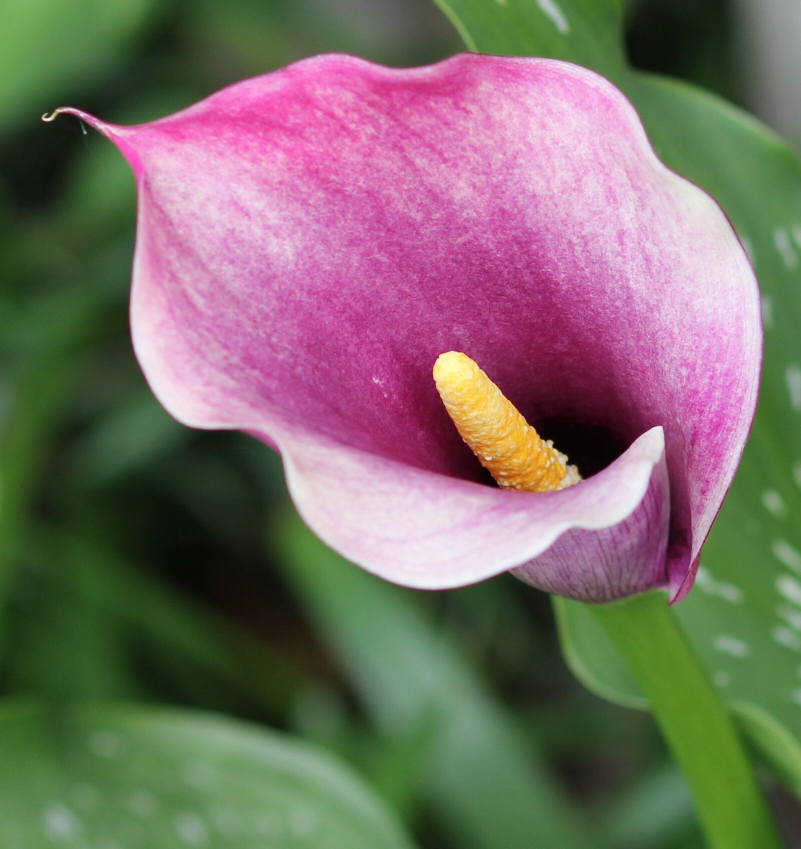 Canon EOS 550D (EOS Rebel T2i / EOS Kiss X4) sample photo. Flower, spring, flowerbud photography
