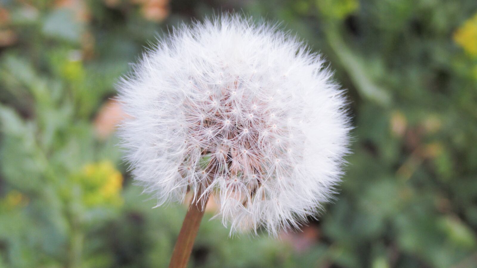 Canon POWERSHOT SX432 IS sample photo. Dandelion, summer, flower photography