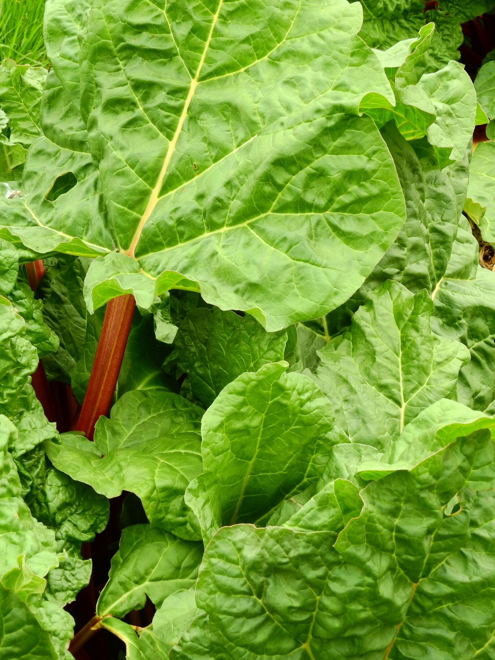 Nikon Coolpix P900 sample photo. Rhubarb, vegetables, fruit photography
