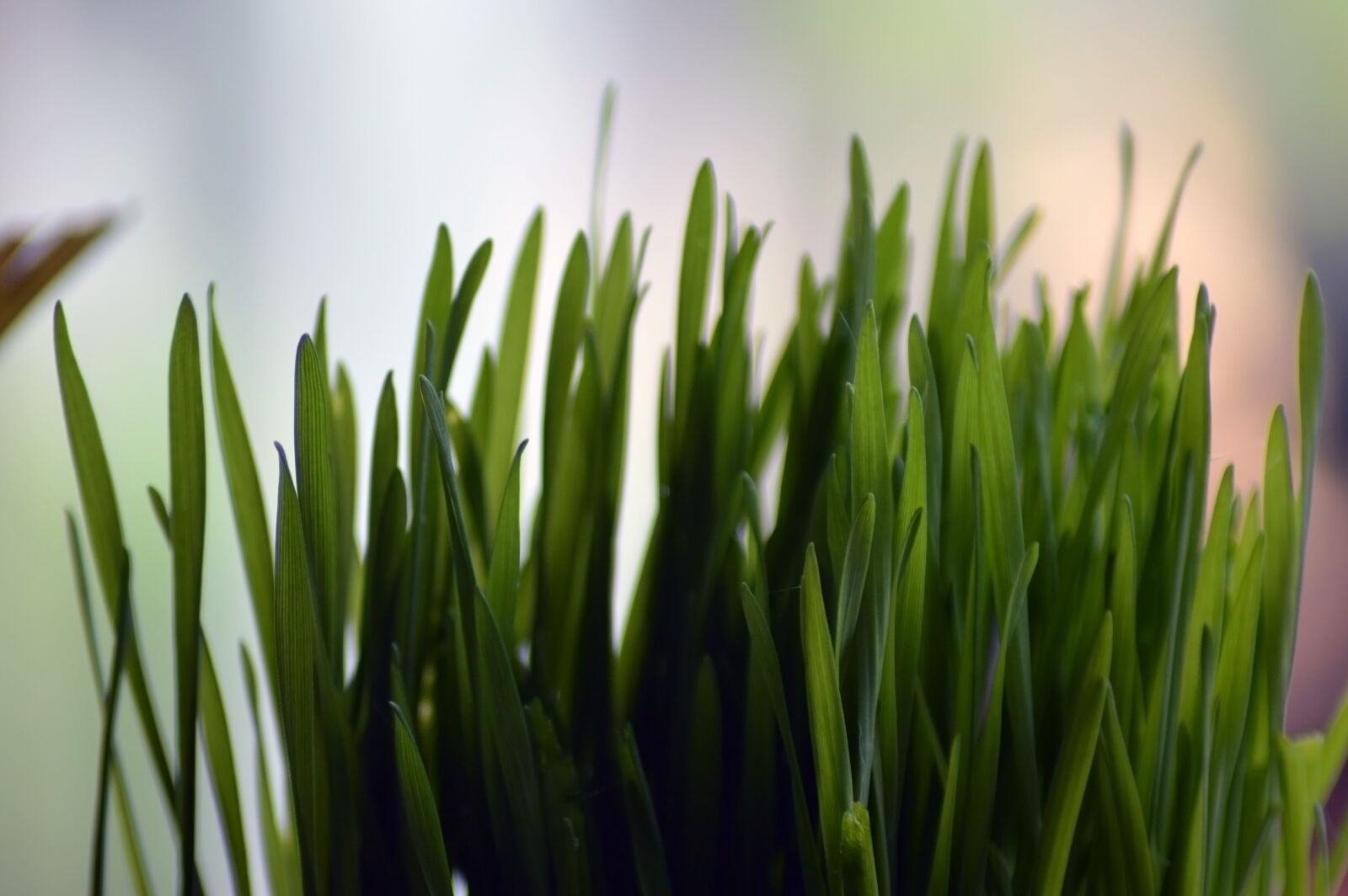 Nikon D3200 sample photo. Grass, green, plants photography