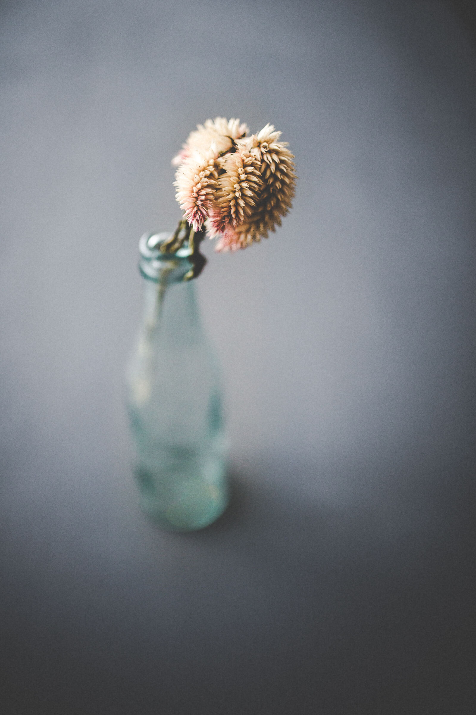 Canon EOS 6D + Sigma 35mm F1.4 DG HSM Art sample photo. Closeup, dead, flower, vintage photography