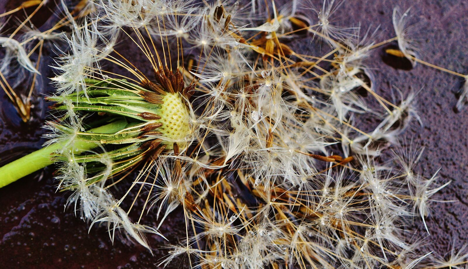 Nikon D3200 sample photo. Dandelion, plant, rain photography