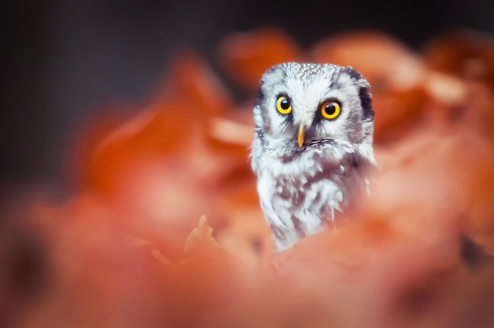 Nikon D300 sample photo. Owlet, bird, bokeh photography