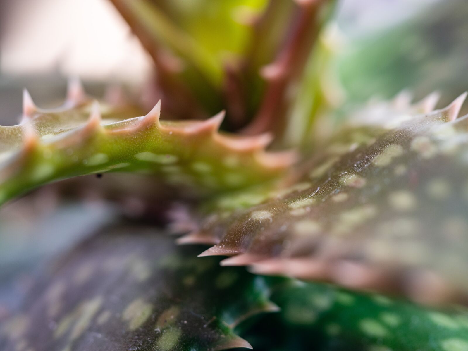 Olympus OM-D E-M10 III sample photo. Plant, aloe, macro photography