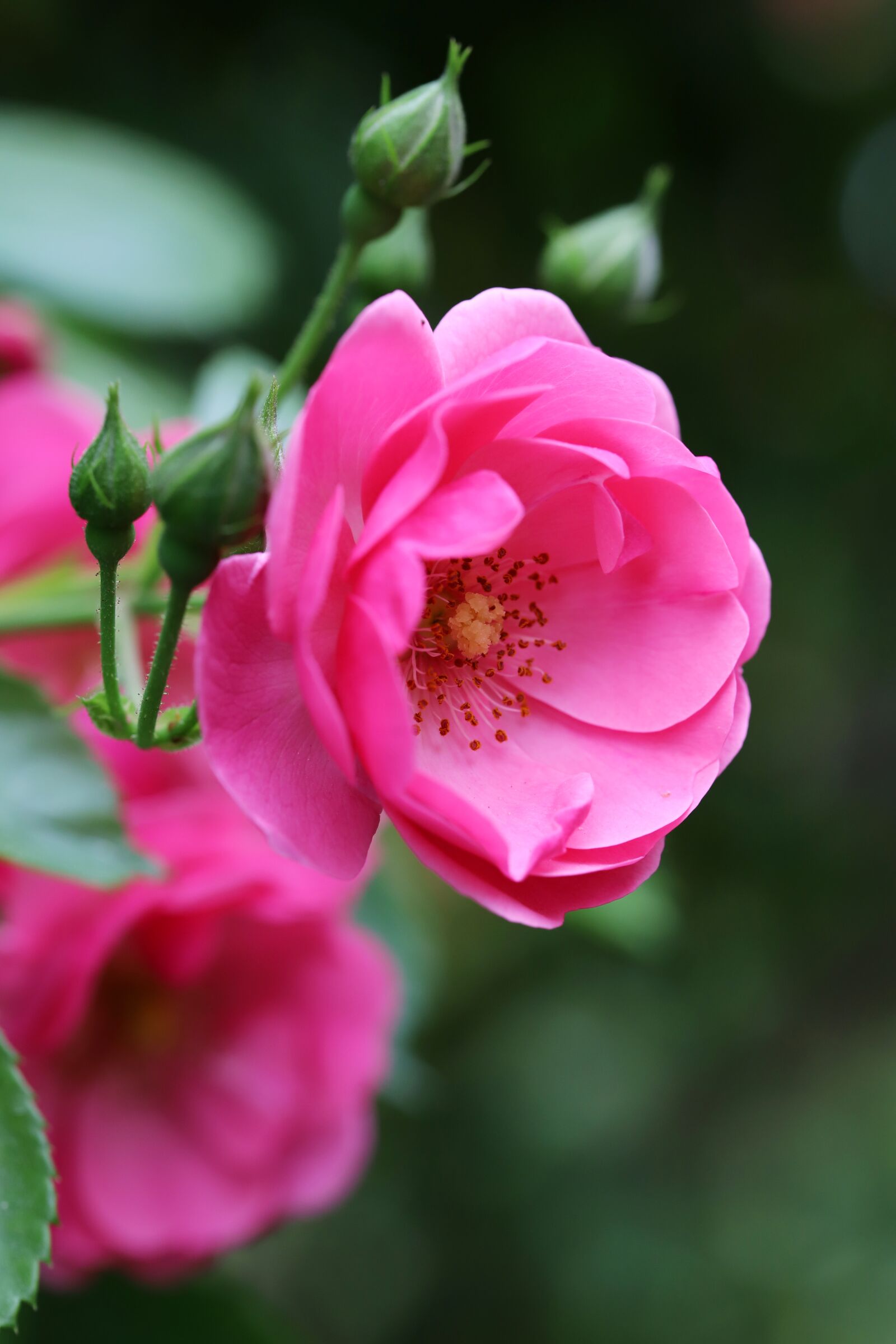 Canon EOS 6D Mark II sample photo. Rose, petal, flowers photography