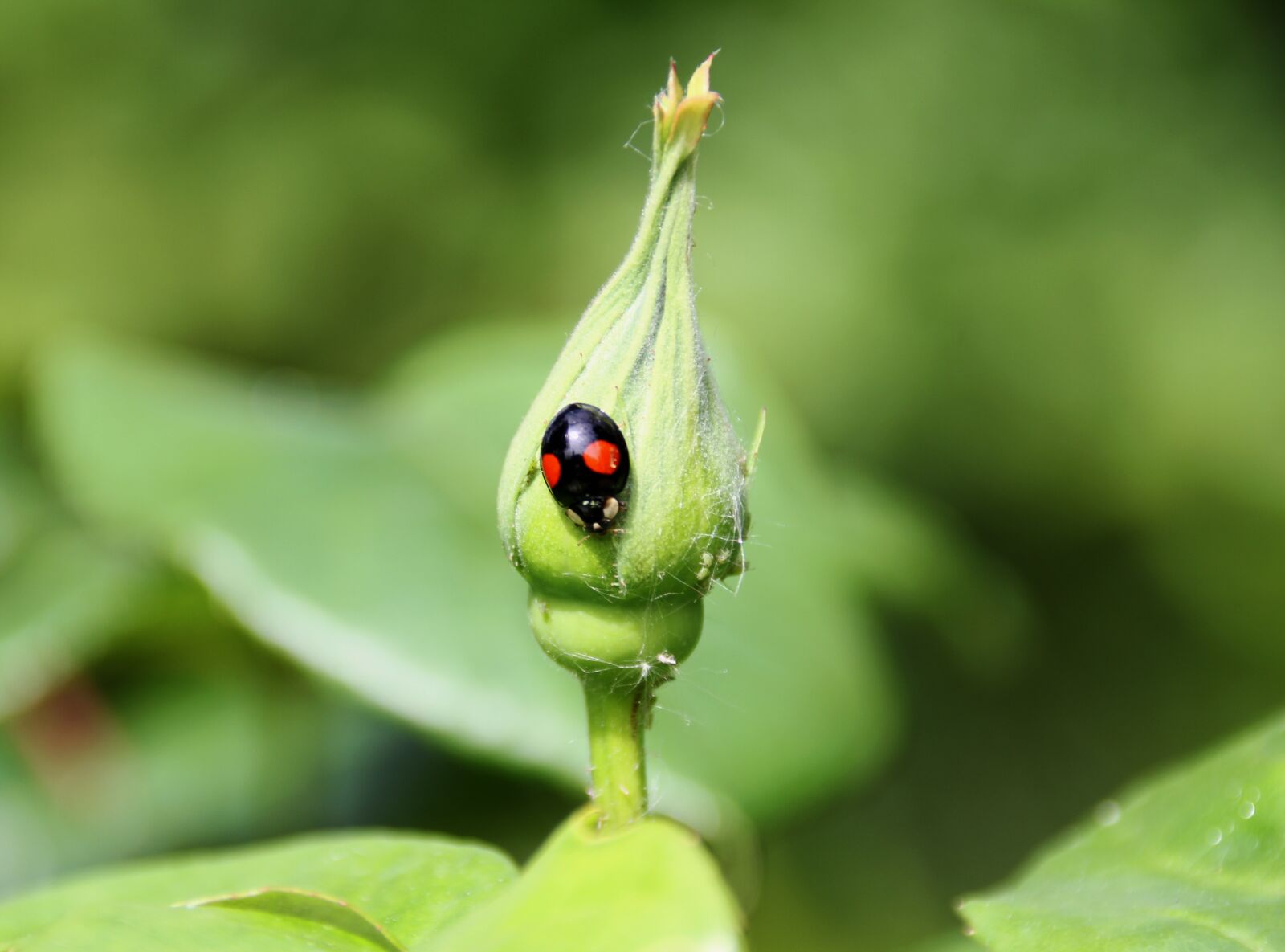Canon EOS 7D sample photo. Ladybug, black, nature photography