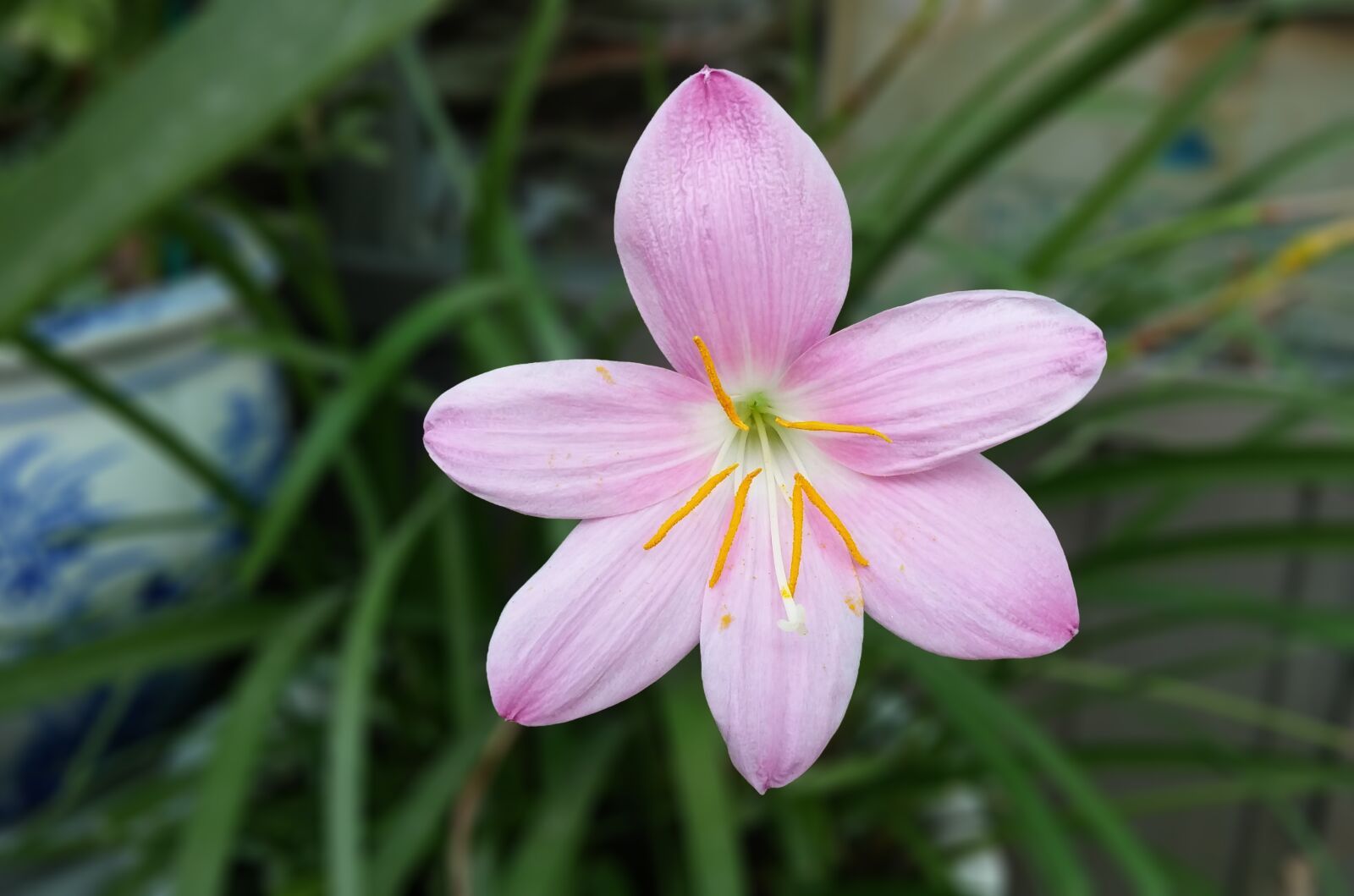 LG G Pro2 sample photo. Saffron, crocus, saffron flower photography