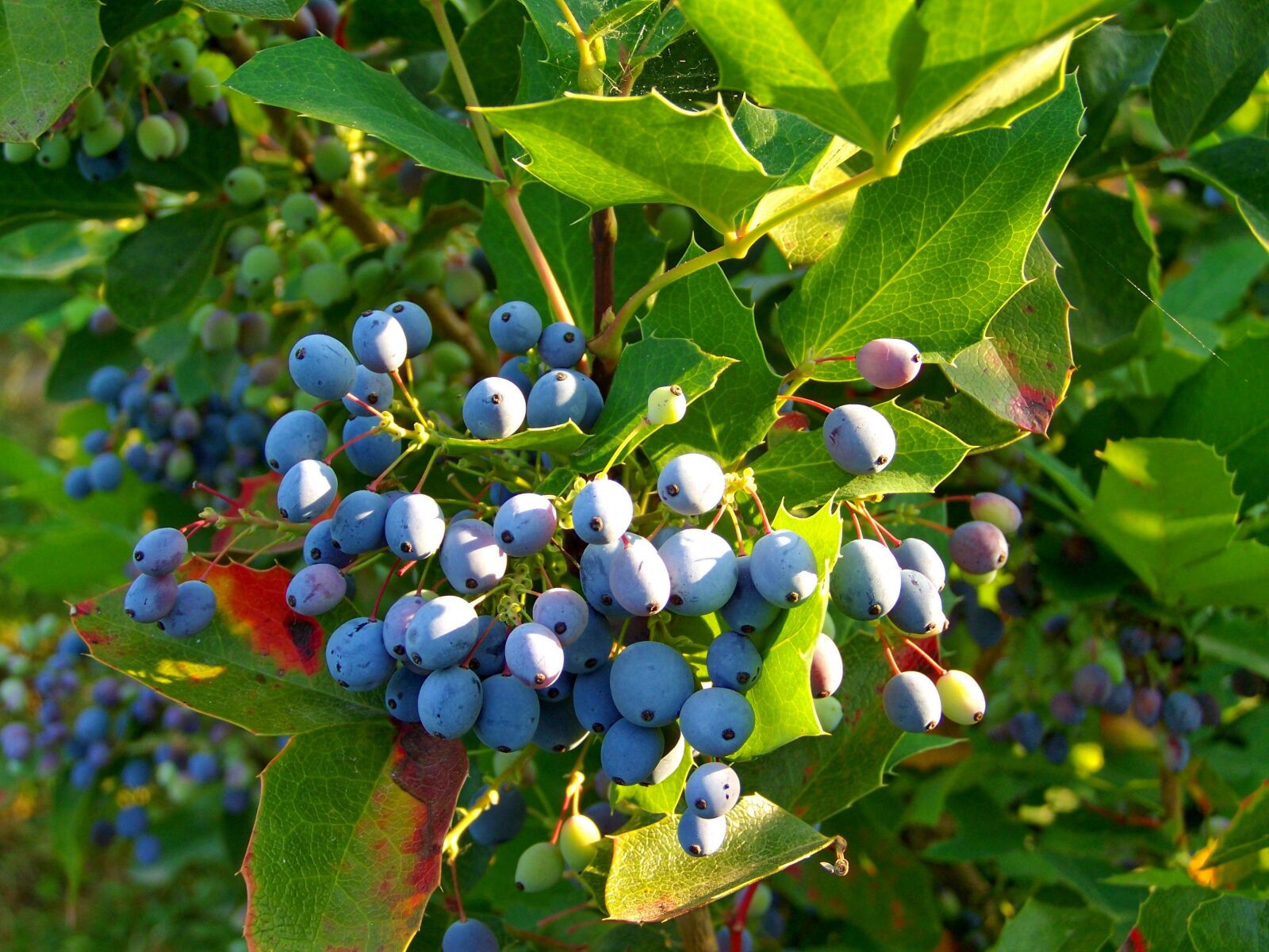 Kodak EASYSHARE ZD710 ZOOM DIGITAL CAMERA sample photo. Holly berry, blue harvest photography