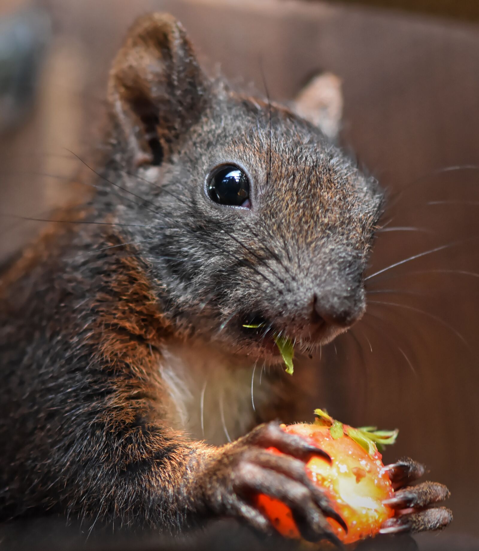 Nikon D7200 sample photo. Squirrel, food, young animal photography