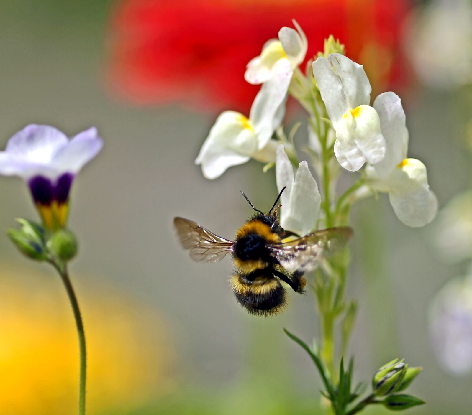 Olympus E-30 sample photo. Colors of nature, hummel photography