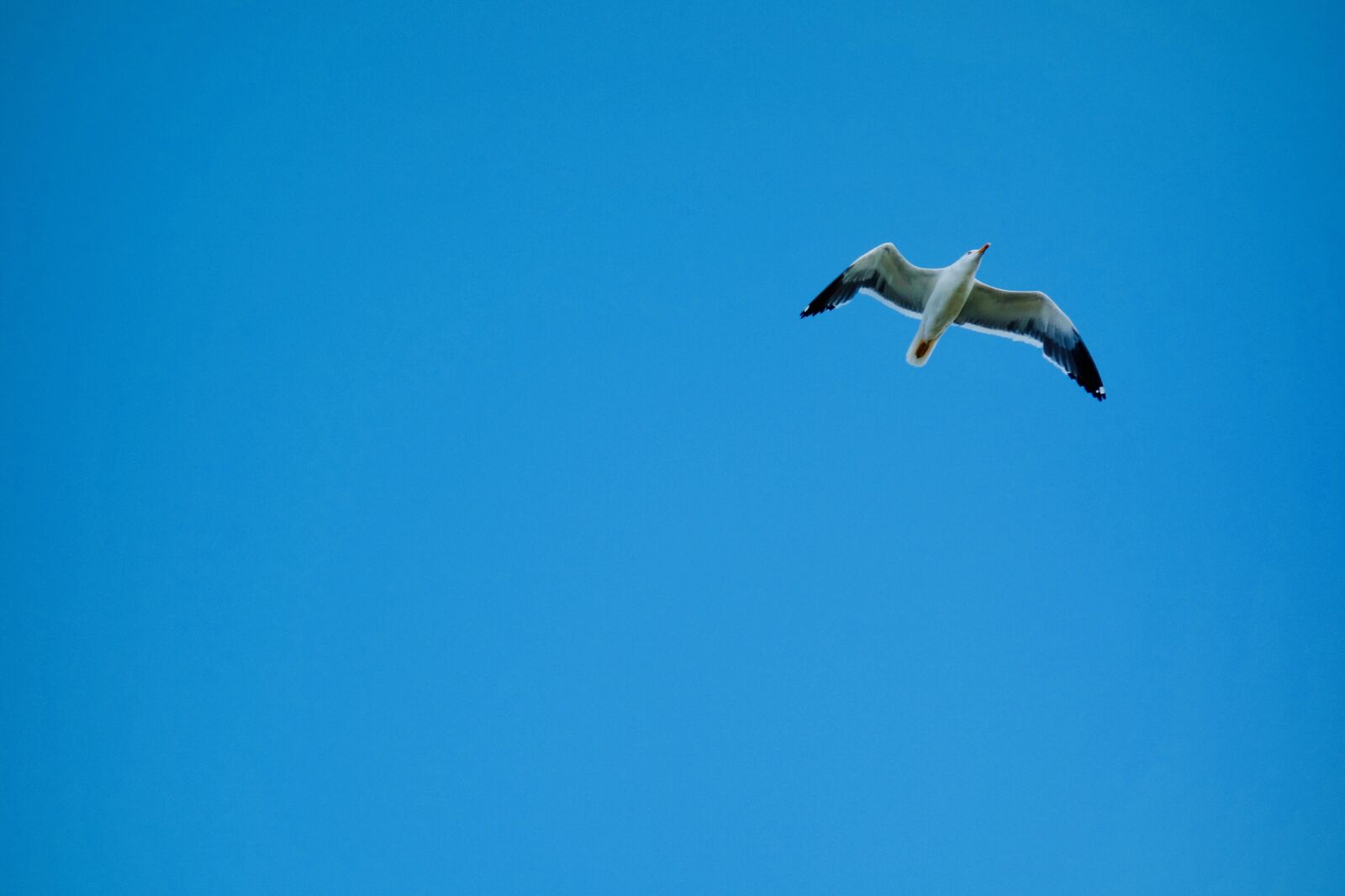 Sony Cyber-shot DSC-RX100 sample photo. Sky, flight, bird photography