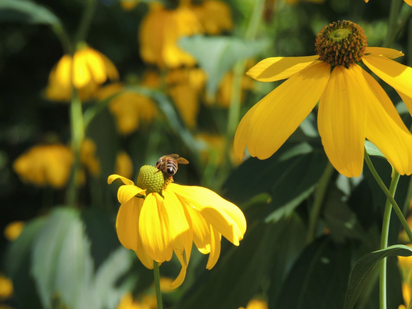 Nikon Coolpix P510 sample photo. Summer, bee, nature photography