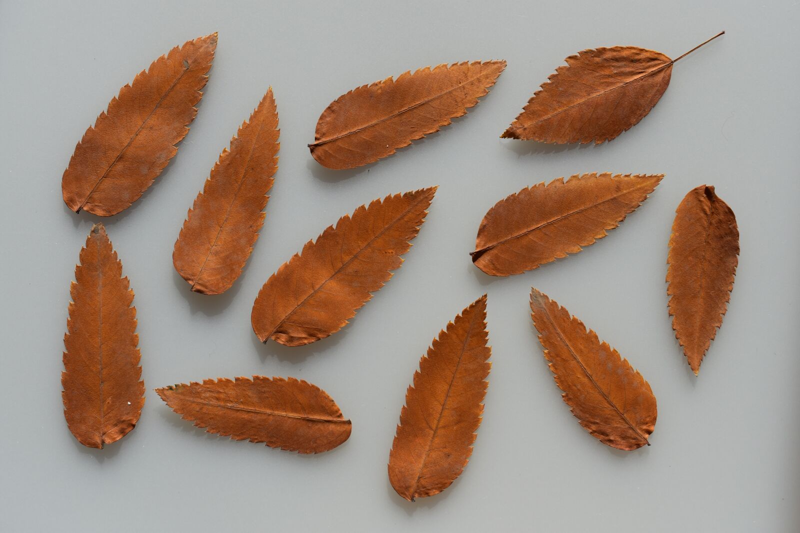 Nikon D3400 sample photo. Leaves, red, autumn photography