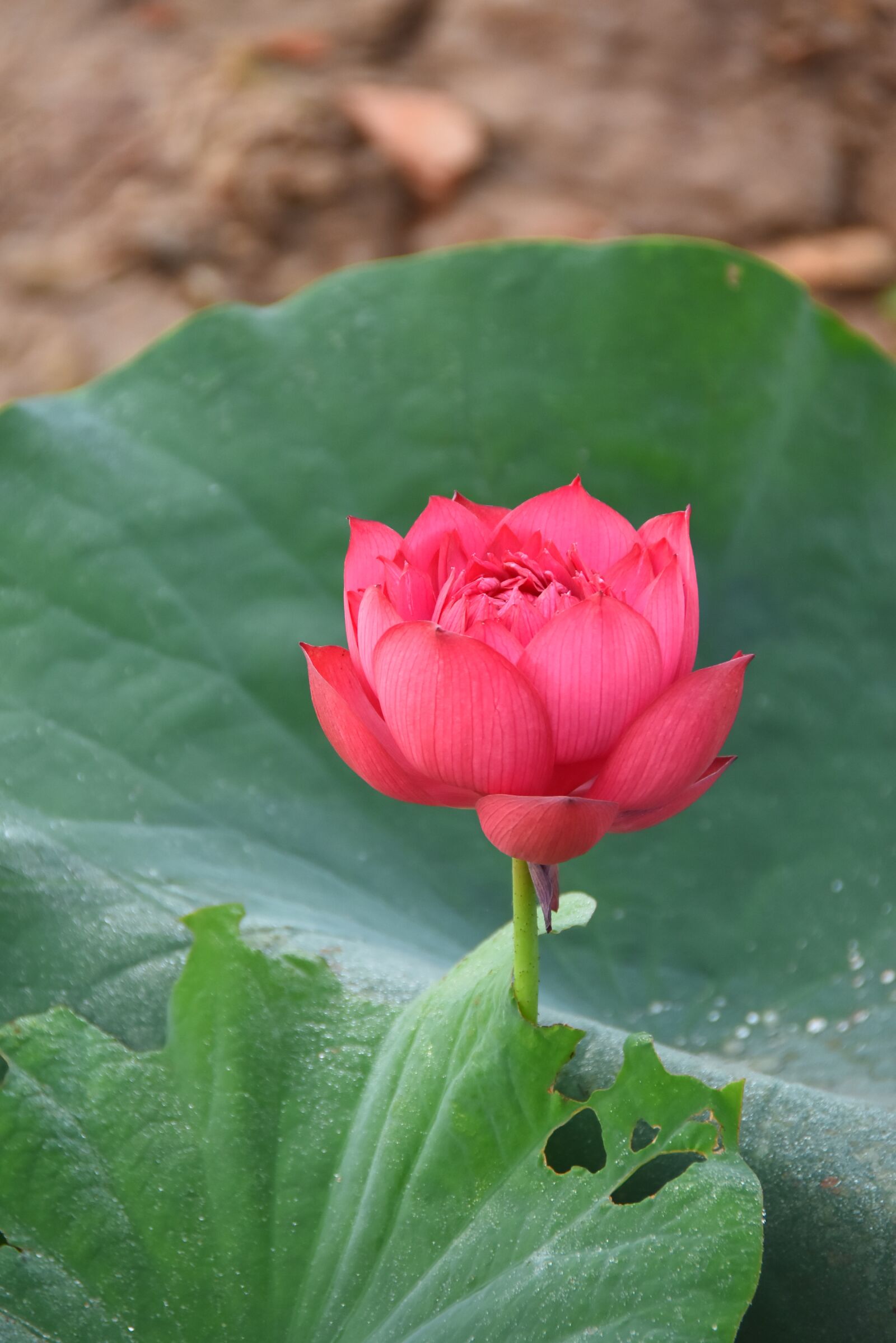 Nikon D7200 sample photo. Lotus flowers, throat, red photography