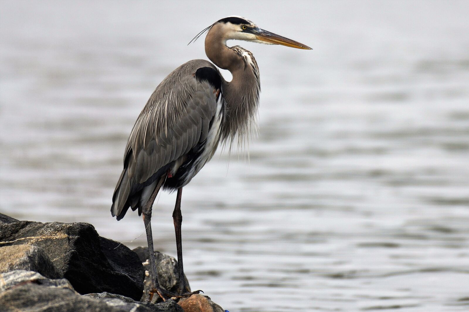 Nikon D500 sample photo. Ardea herodias, great blue photography