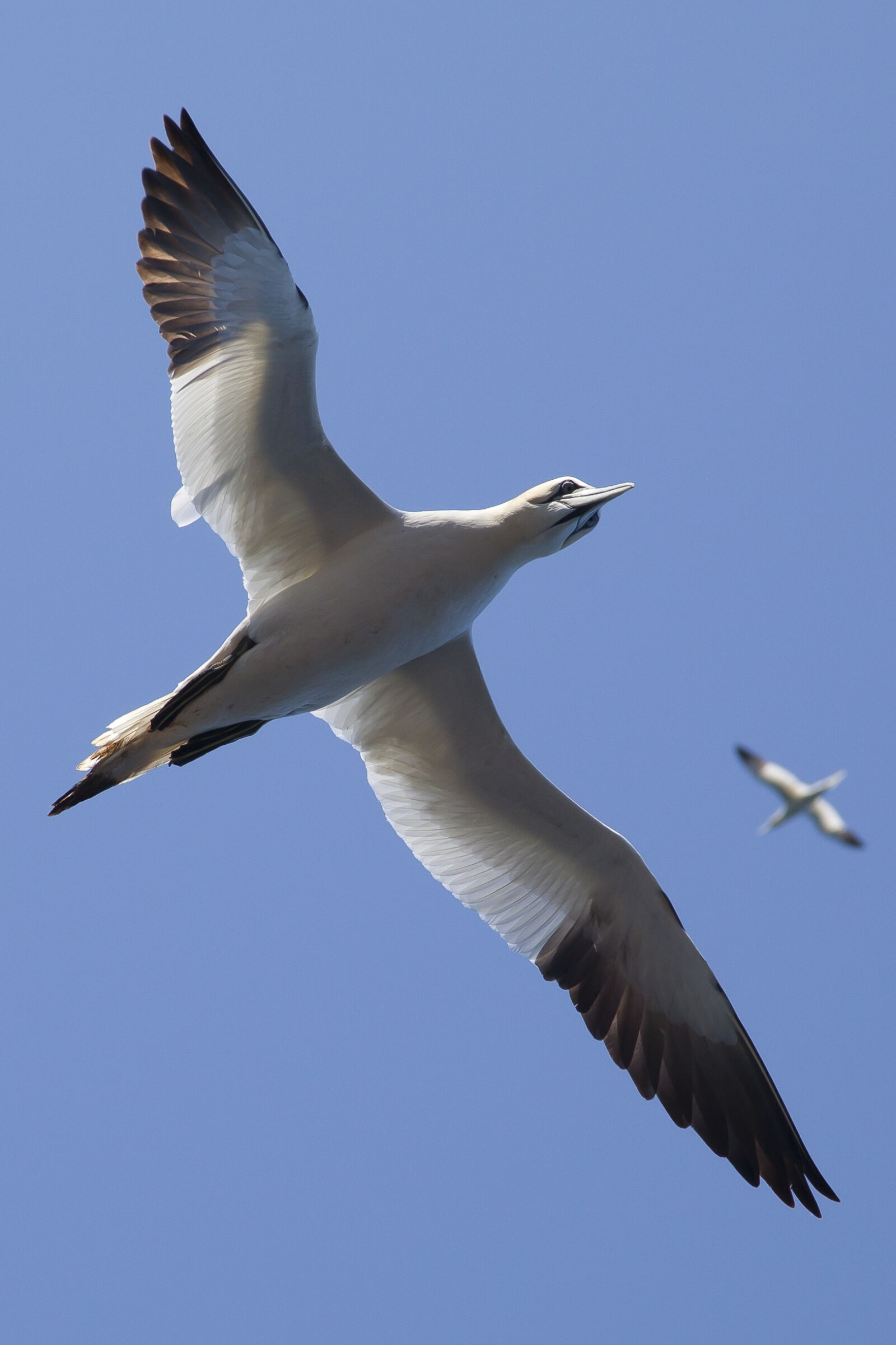 Canon EOS 5D Mark II sample photo. Nature, bird, gannet photography