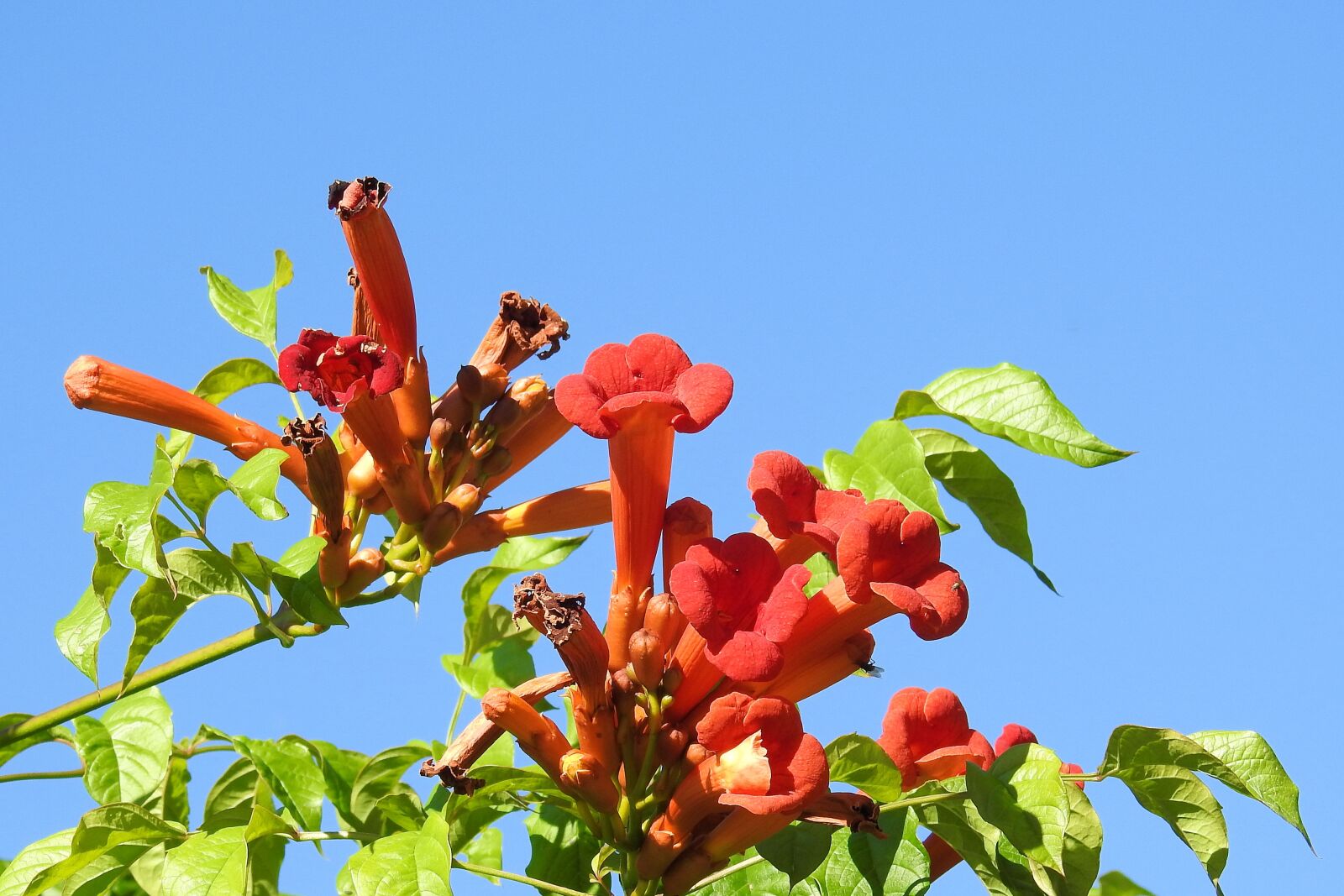 Nikon Coolpix P900 sample photo. Angel trumpet, blossom, bloom photography