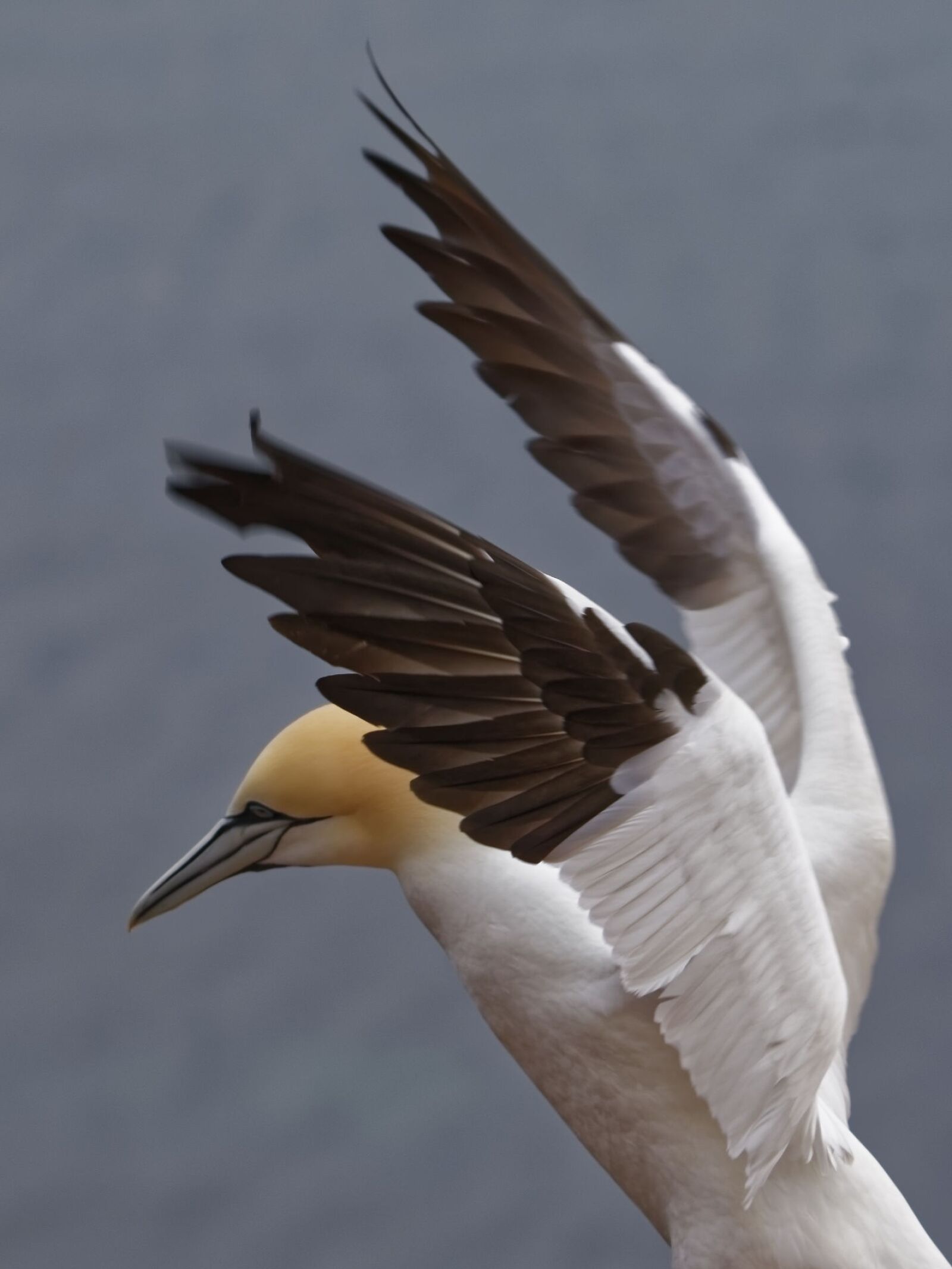 Canon EOS 70D + Tamron SP 150-600mm F5-6.3 Di VC USD sample photo. Bird, animal world, nature photography