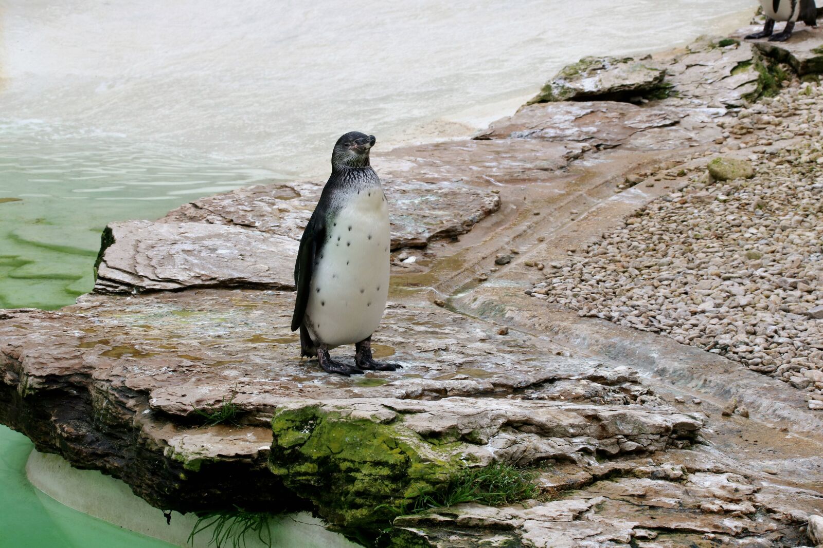 Canon EOS 760D (EOS Rebel T6s / EOS 8000D) sample photo. Penguin, flightless bird, flightless photography