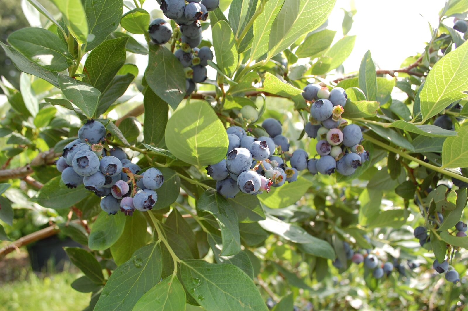 Nikon D40 sample photo. Blueberry, fruit, berries photography