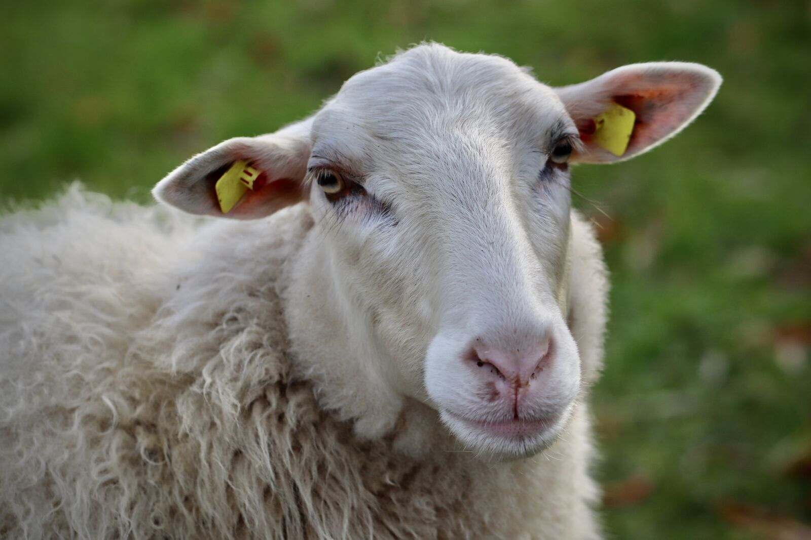 Canon EOS 800D (EOS Rebel T7i / EOS Kiss X9i) sample photo. Sheep, schafkopf, sheep's wool photography