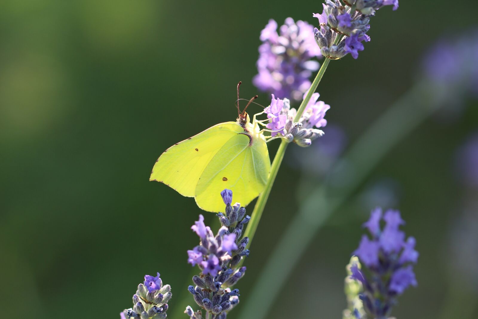 Canon EOS 100D (EOS Rebel SL1 / EOS Kiss X7) sample photo. Butterfly, flower, nature photography