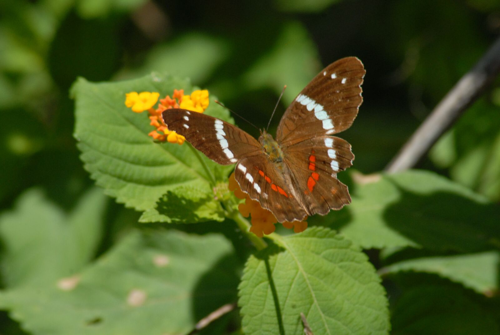 Nikon D200 sample photo. Butterfly, fauna, insect photography