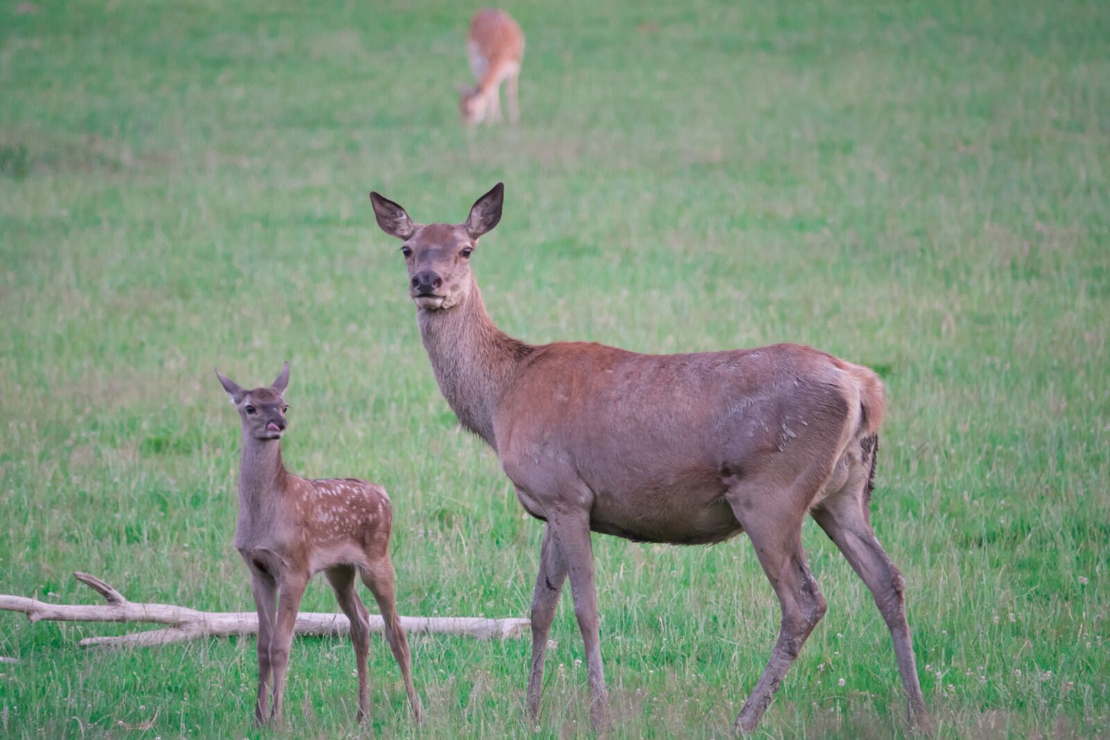 Sony Cyber-shot DSC-RX10 III sample photo. Roe deer, fawn, doe photography