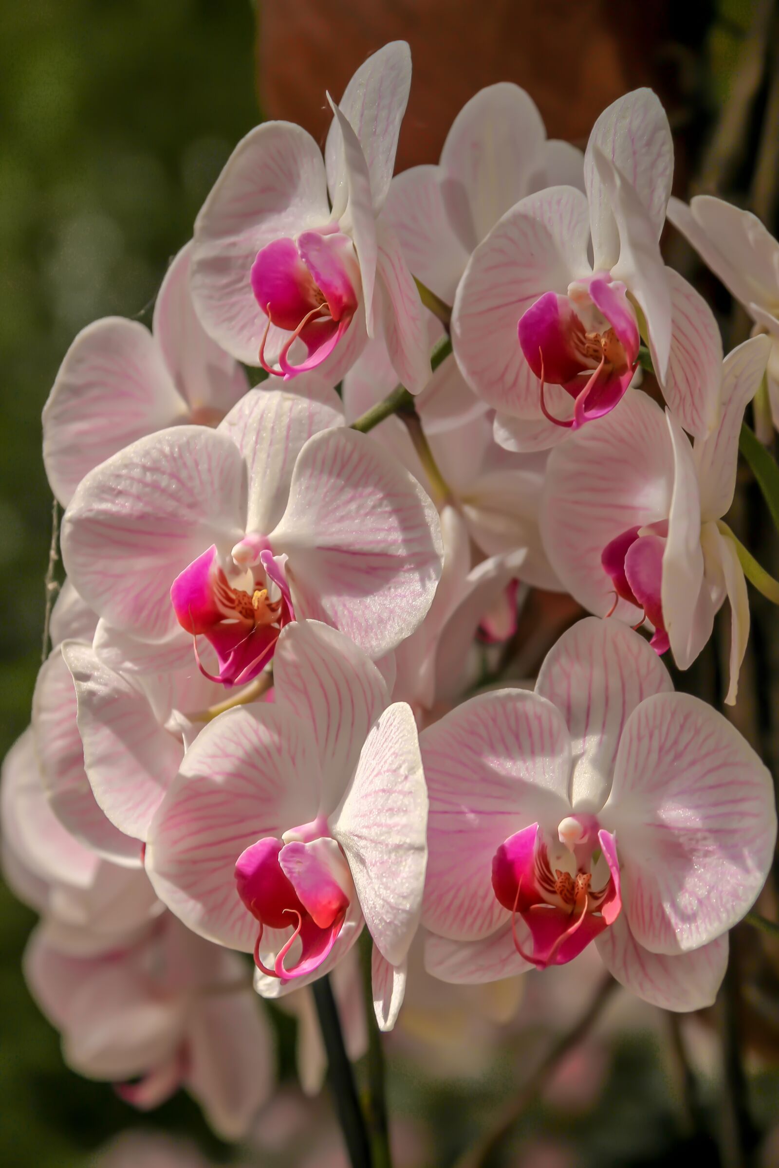 Canon EOS 550D (EOS Rebel T2i / EOS Kiss X4) sample photo. Orchid, plant, nature photography