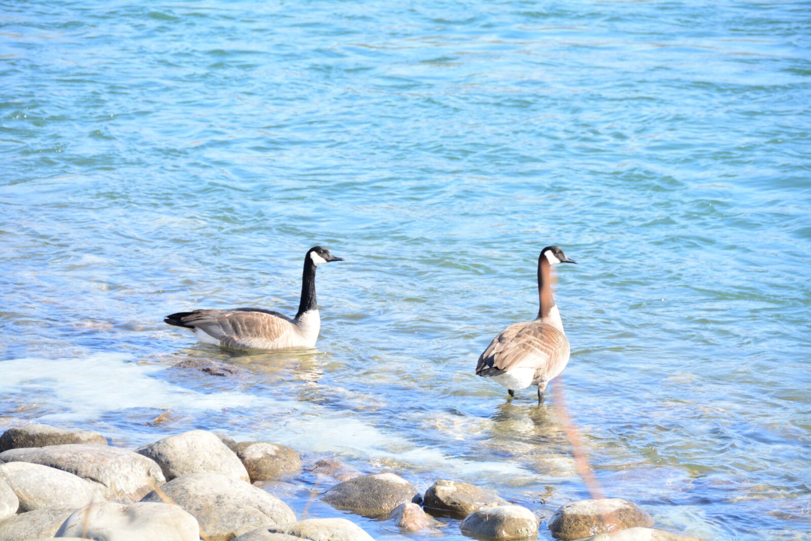 Nikon D5200 sample photo. Geese, canadian, wildlife photography