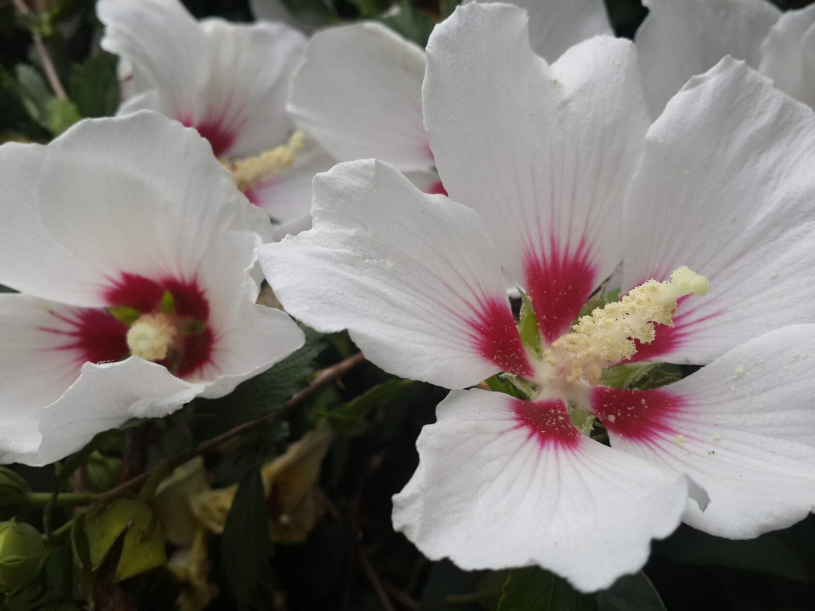 Samsung Galaxy S4 sample photo. Spring, flower, nature photography