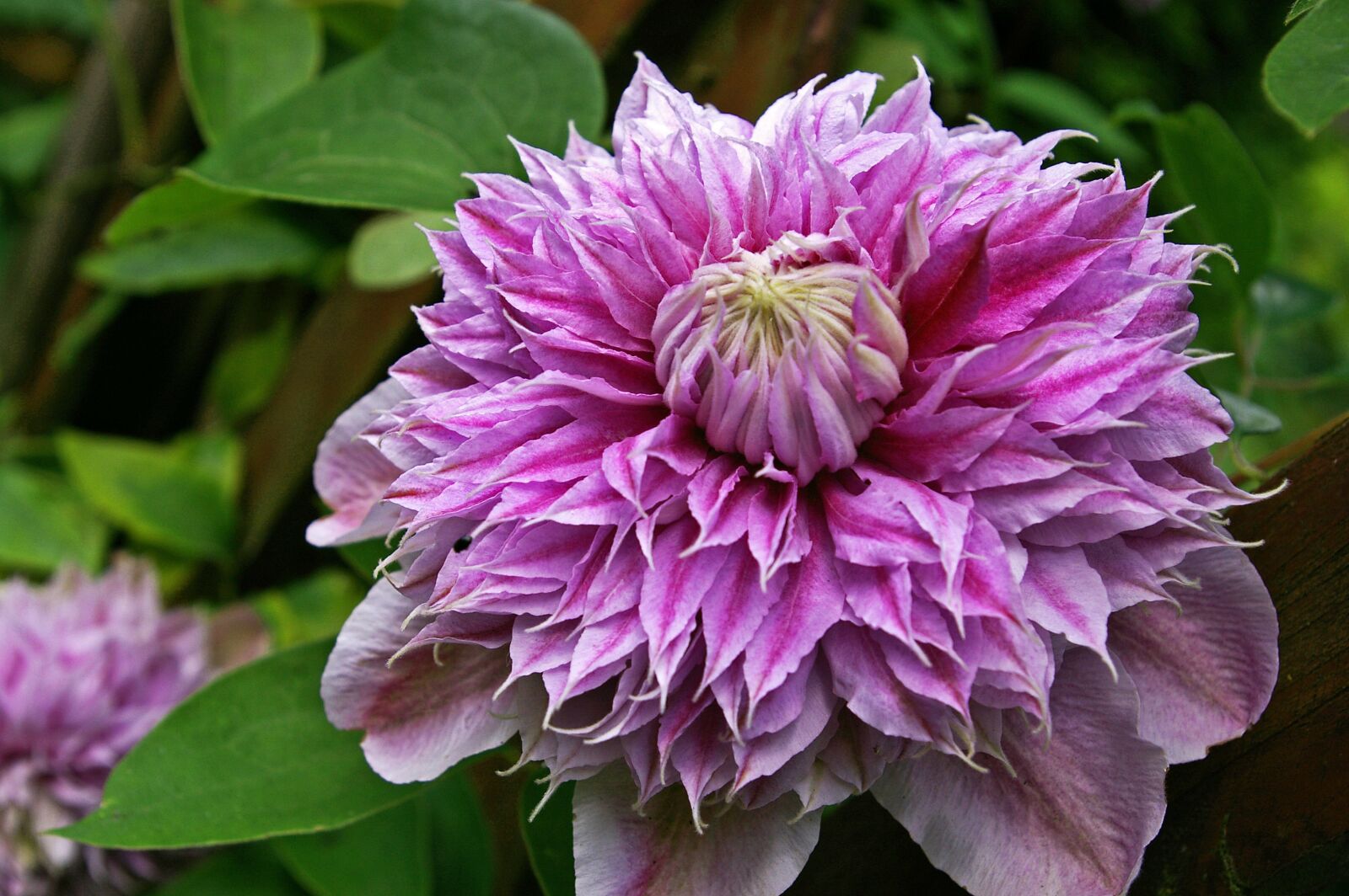 Pentax *ist DL2 sample photo. Clematis, bloom, flower photography