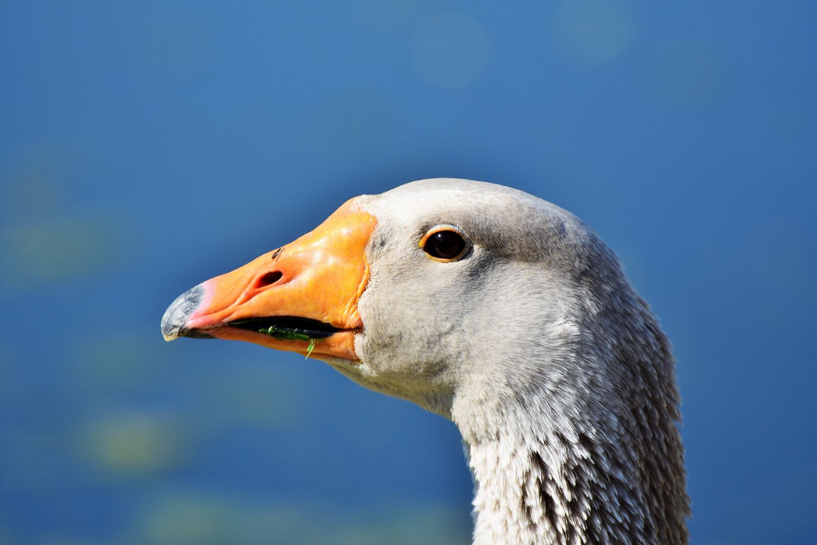 Nikon D7200 sample photo. Goose, poultry, bird photography