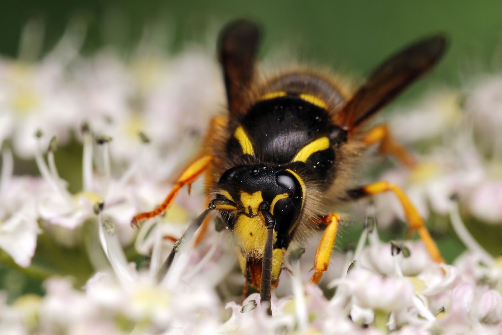 Canon EOS 80D sample photo. Wasp, insect, flower photography