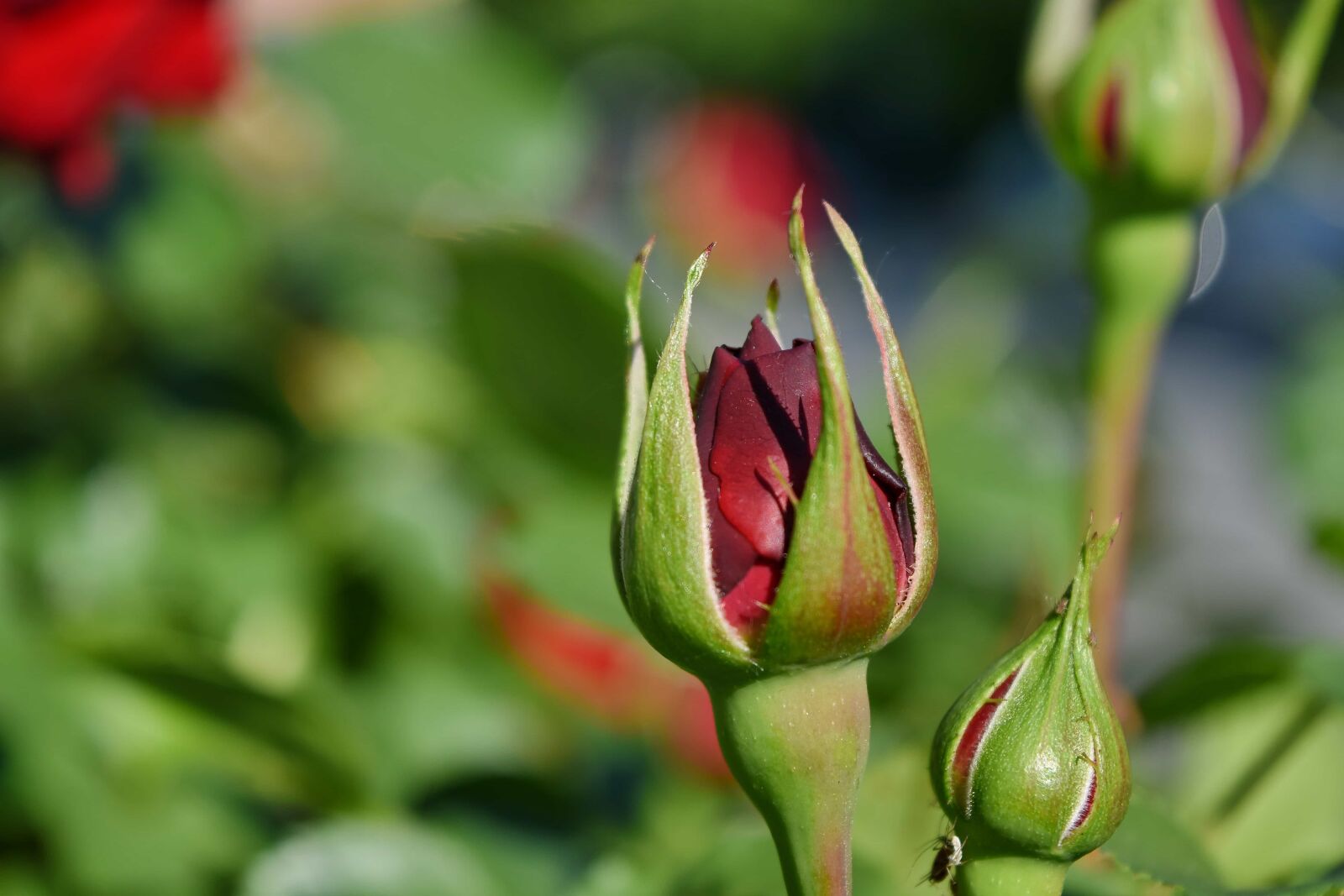 Nikon D5500 sample photo. Red, roses, flower, leaf photography
