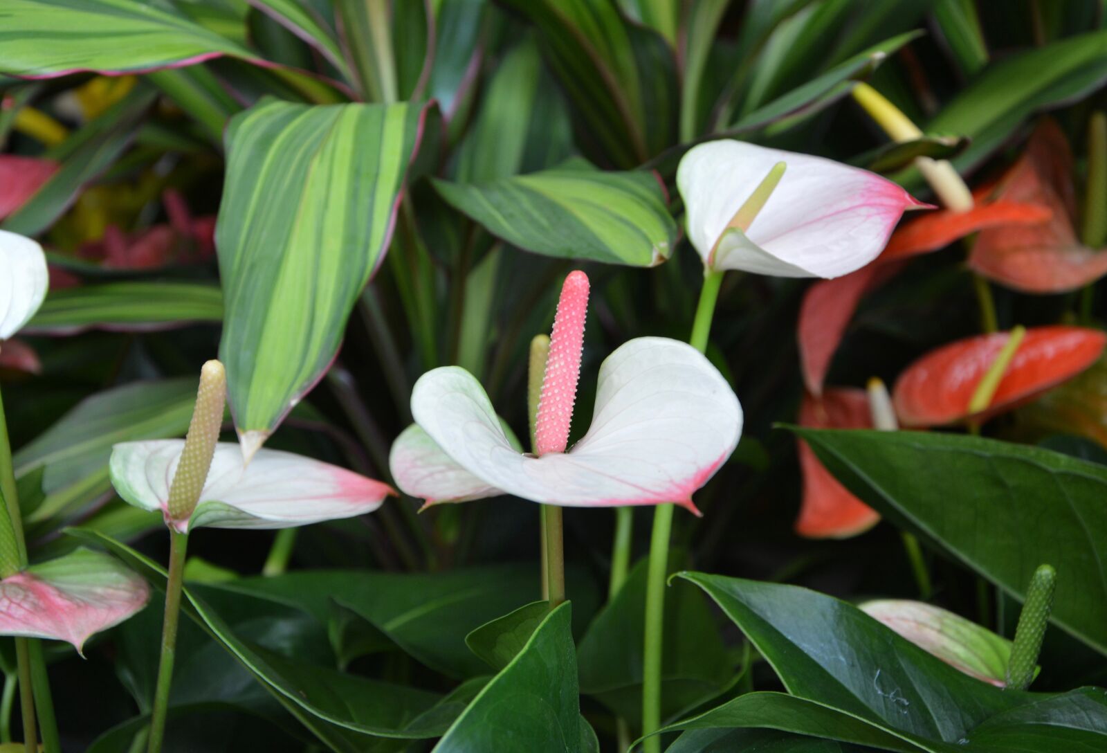 Nikon D5200 sample photo. Flower, original, anthurium andreanum photography